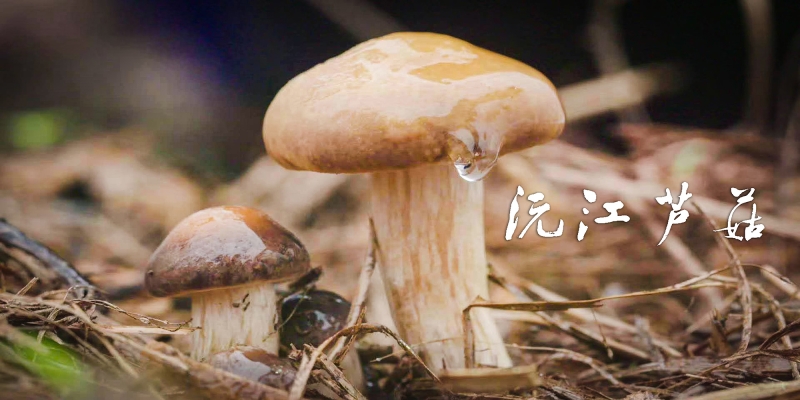 沅江芦菇