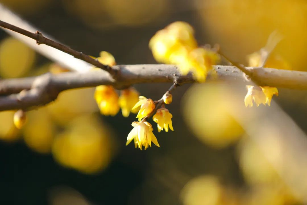 多图 | 水城腊梅香，新岁共赏芳