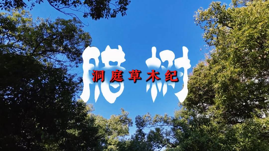 洞庭草木纪 · 腊树